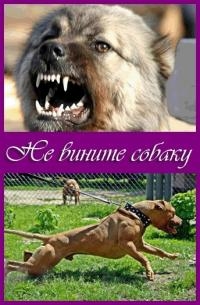 Не вините собаку