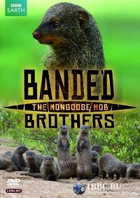 Полосатые братья - банда мангустов