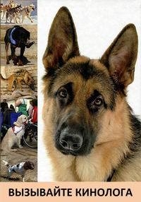 Вызывайте кинолога