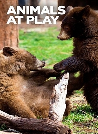 Игры животных