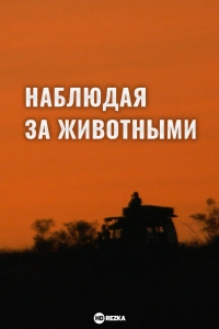 Наблюдая за животными